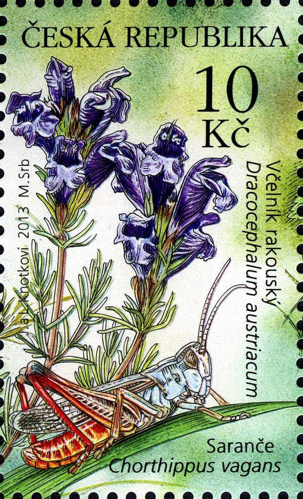 Pontic Dragonhead (Dracocephalum austriacum), Heath Grashopp