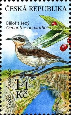 Northern Wheatear (Oenanthe oenanthe)