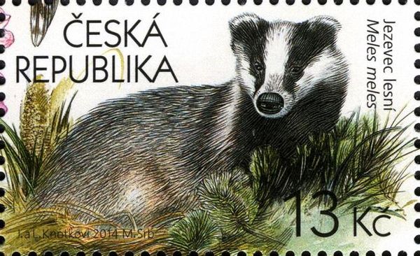 European Badger (Meles meles)