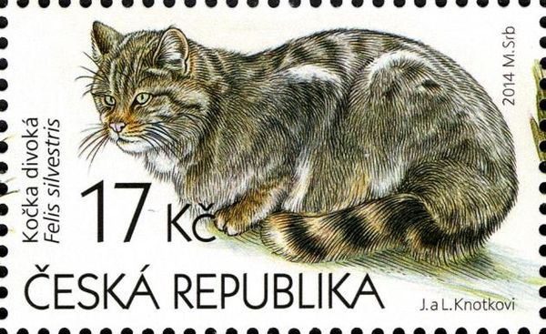 Wildcat (Felis silvestris)