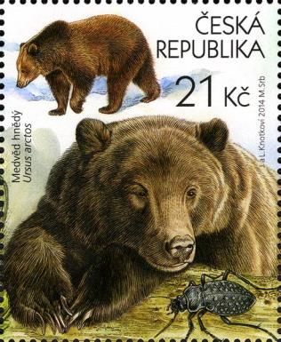 Brown Bear (Ursus arctos)
