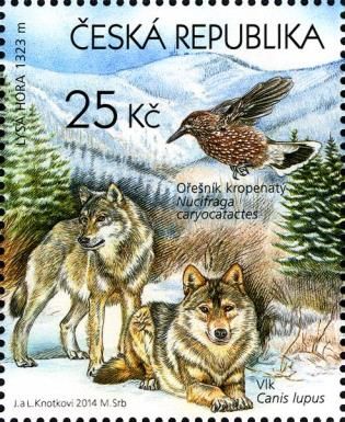 Wolf (Canis lupus), Spotted Nutcracker (Nucifraga caryocatac