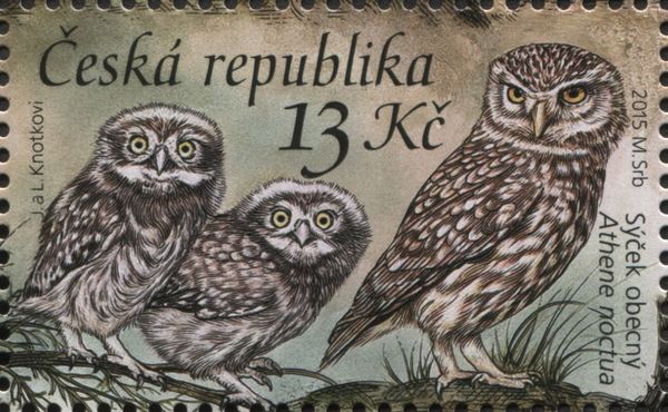 Little Owl (Athene noctua)