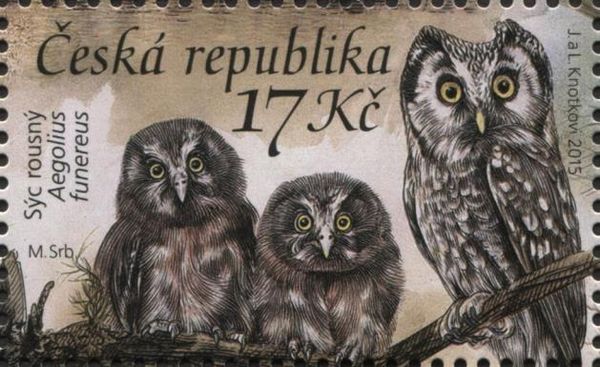 Boreal Owl (Aegolius funereus)