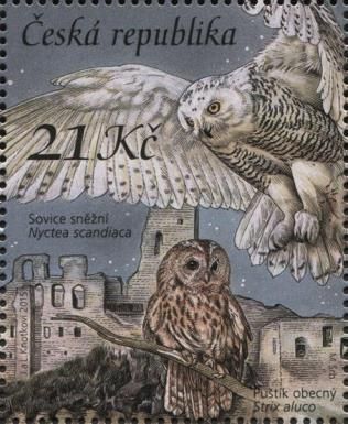 Snowy Owl (Bubo scandiacus), Tawny Owl (Strix aluco)