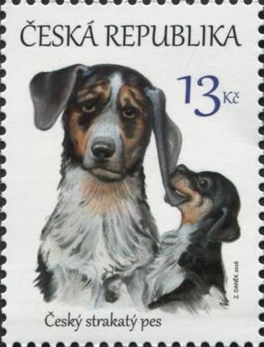 Czech Spotted Dog (Canis lupus familiaris)