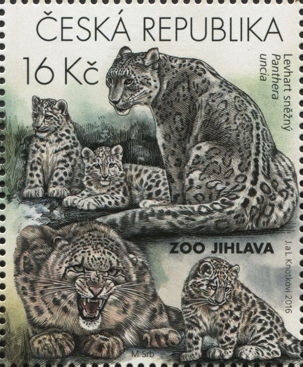 Snow Leopard (Panthera uncia)