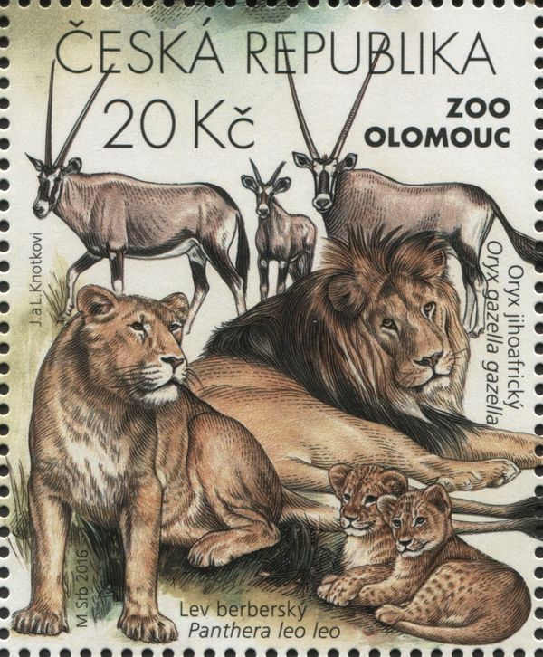 Gemsbok (Oryx gazella), Lion (Panthera leo)
