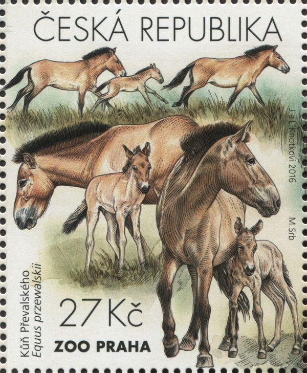 Przewalski’s Horse (Equus ferus przewalskii)