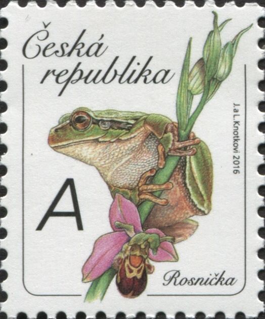 European Tree Frog (Hyla arborea)