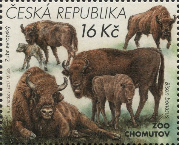 European Bison (Bison bonasus)