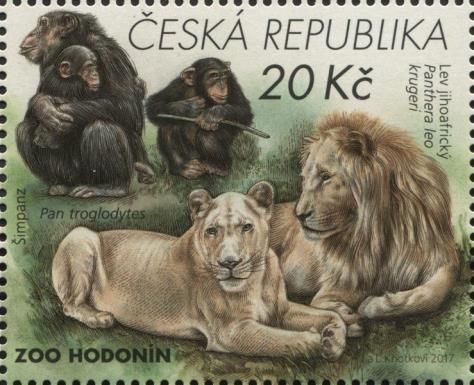 South African Lions (Panthera leo krugeri), chimpanzees