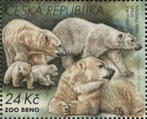 Polar Bear (Ursus maritimus)