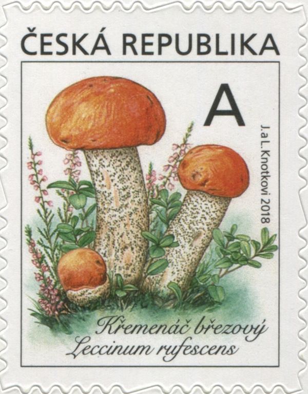 The orange birch bolete (Leccinum versipelle)