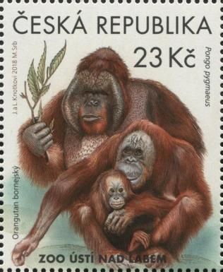 Bornean Orangutang (Pongo pygmaeus)