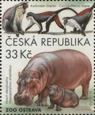 Hippopotamus (Hippopotamus amphibius)