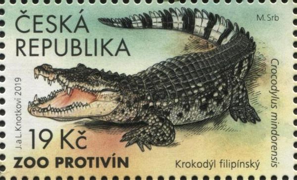 Philippine Crocodile (Crocodylus mindorensis)