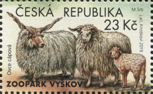 Racka Sheep (Ovis aries strepsiceros)