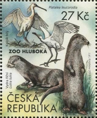 River Otter (Lutra lutra), Spoonbill (Platalea leucorodia)