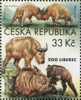Golden Takin (Budorcas taxicolor bedfordi)