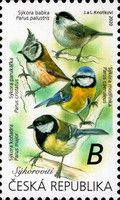 Songbirds - Tits (Parus sp.)