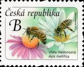 Honey Bee (Apis mellifica)