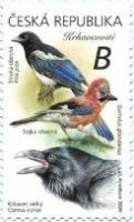 Corvidae