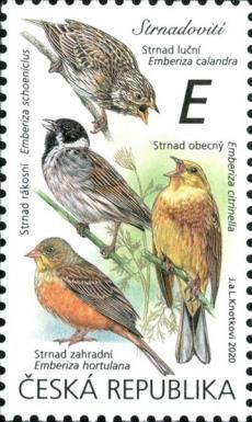 Emberizidae