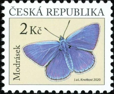 Common Blue (Polyommatus icarus)