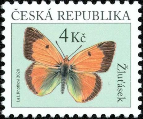 Clouded Yellow (Colias croceus)