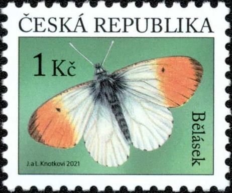 Orange Tip (Anthocharis cardamines)