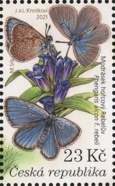 Alcon Large Blue Rebel (Phengaris alcon rebeli)