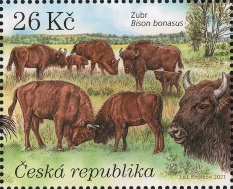 European Bison (Bison bonasus)