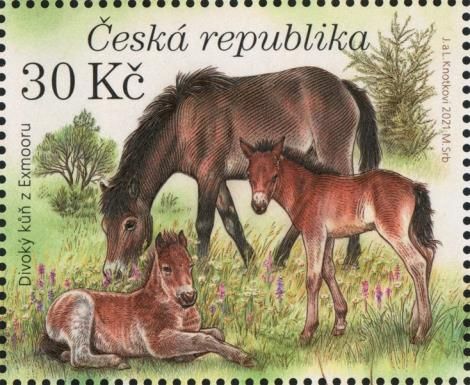 Exmoor Pony (Equus ferus caballus)
