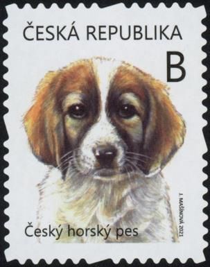 Czech Mountain Dog Puppies (Canis lupus familiaris)