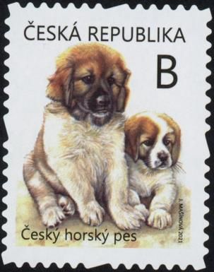 Czech Mountain Dog Puppies (Canis lupus familiaris)