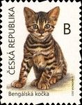 Bengal Kitten