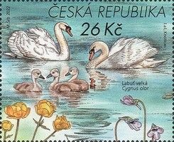 Mute Swan (Cygnus olor)