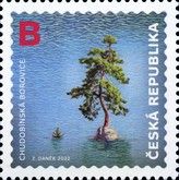 Environment Protection : Chudobín Pine Tree