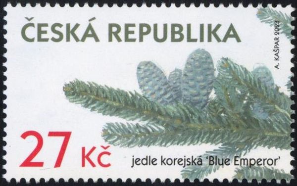 Korean Fir (Abies koreana 'Blue Emperor')