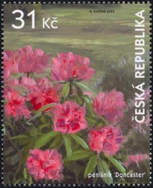 Rhododendrons