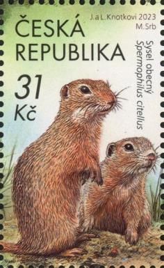 European Ground Squirrel (Spermophilus citellus)