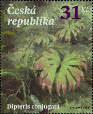 Dipteris conjugata