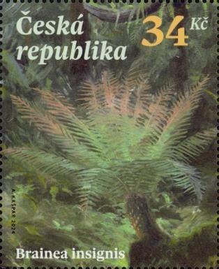 Brainea insignis