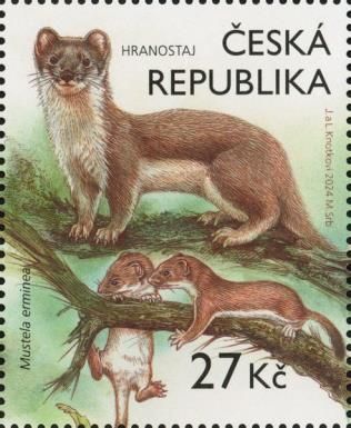 Stoat (Mustela erminea)