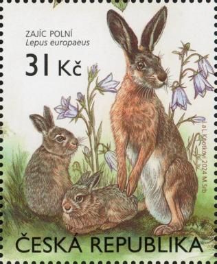 European Hare (Lepus europaeus)