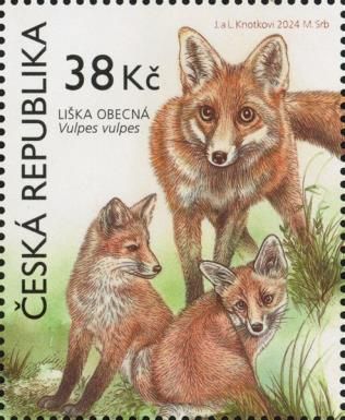 Red Fox (Vulpes vulpes)