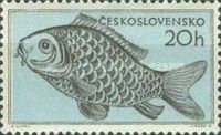 Common Carp (Cyprinus carpio)