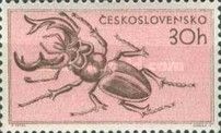 Stag Beetle (Lucanus cervus)
