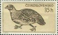 Grey Partridge (Perdix perdix)